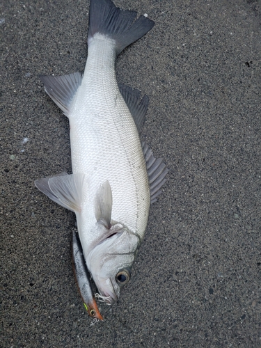 ヒラスズキの釣果