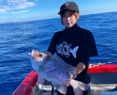 シロダイの釣果