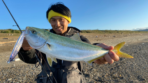 ツバスの釣果