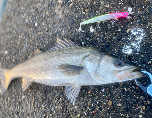 シーバスの釣果