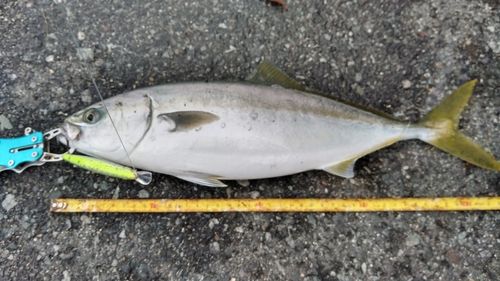 ハマチの釣果