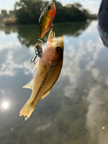 ラージマウスバスの釣果