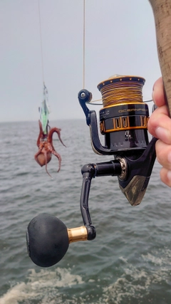 マダコの釣果