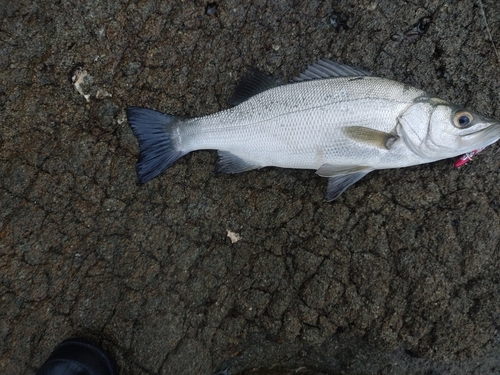 フッコ（ヒラスズキ）の釣果