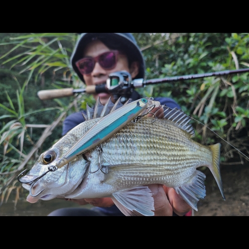 ミナミクロダイの釣果