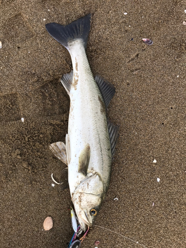 スズキの釣果