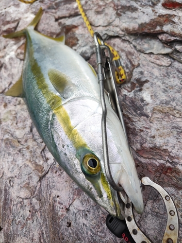 ヤズの釣果