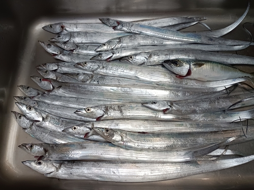 タチウオの釣果