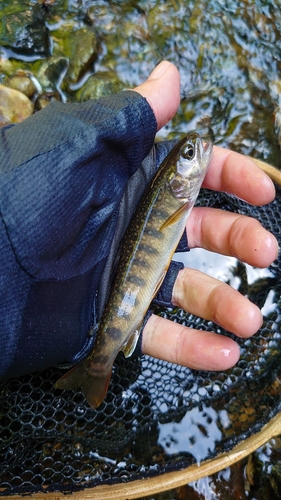 イワナの釣果