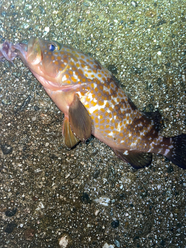 キジハタの釣果