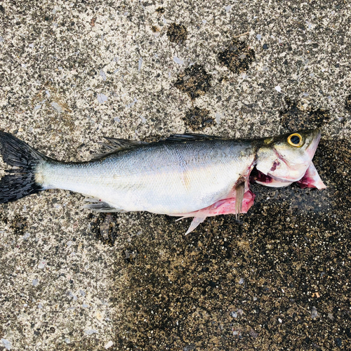 セイゴ（ヒラスズキ）の釣果