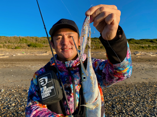 ダツの釣果