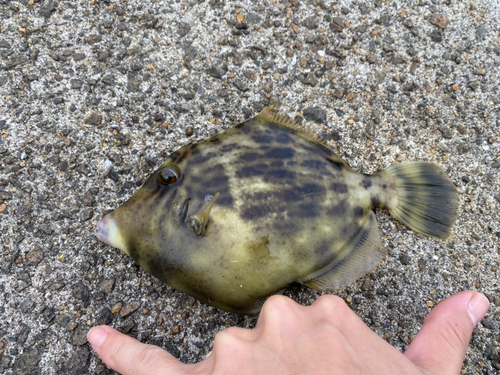 カワハギの釣果