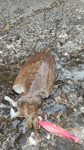 コウイカの釣果