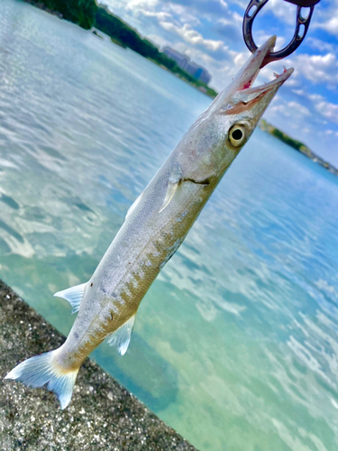 オニカマスの釣果