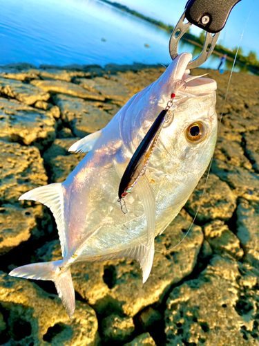 ロウニンアジの釣果