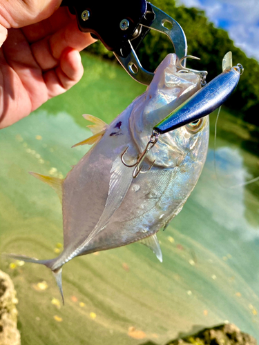 ロウニンアジの釣果