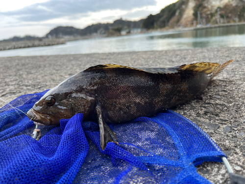 アイナメの釣果