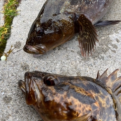 アイナメの釣果