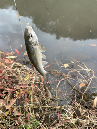 ウグイの釣果