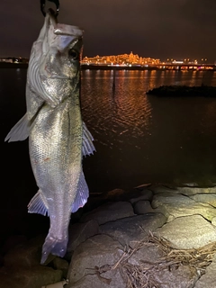 シーバスの釣果