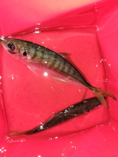 釣果
