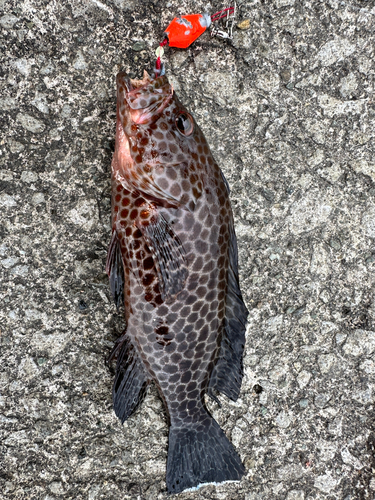 オオモンハタの釣果