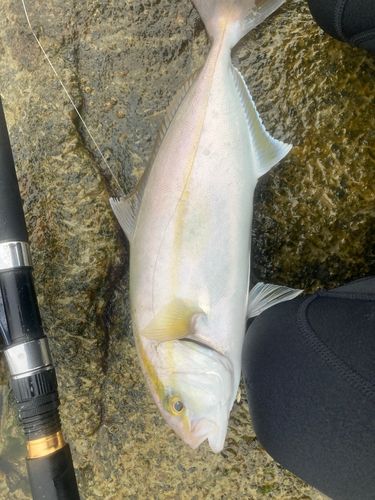 ショゴの釣果