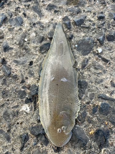 シタビラメの釣果