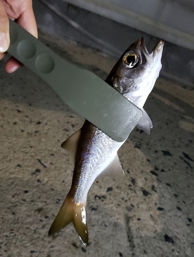 クロムツの釣果