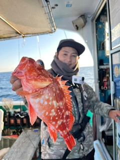 ウッカリカサゴの釣果