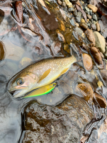 アメマスの釣果