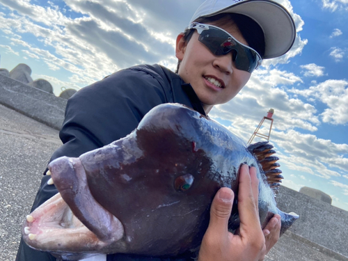 コブダイの釣果