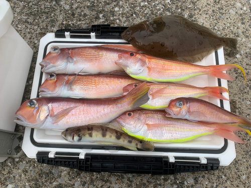 アマダイの釣果