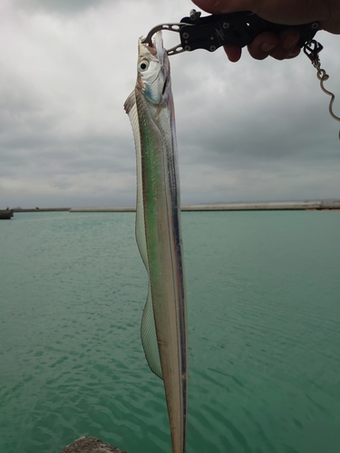 タチウオの釣果