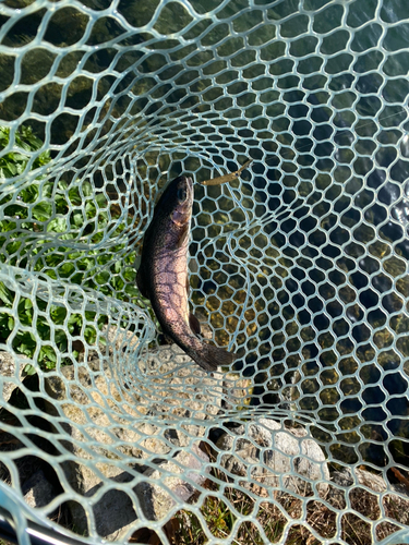 ニジマスの釣果