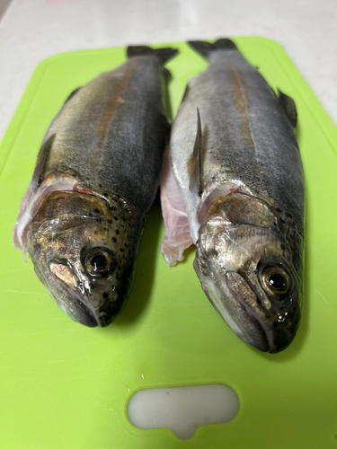 トラウトの釣果