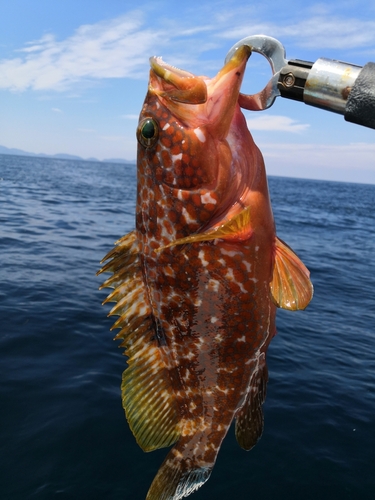 アコウの釣果