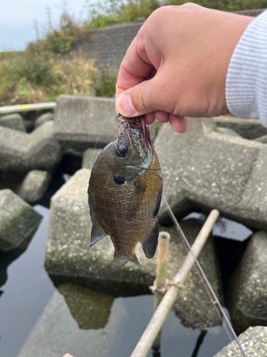 ブラックバスの釣果