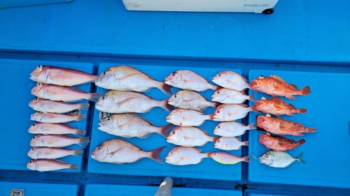 アマダイの釣果