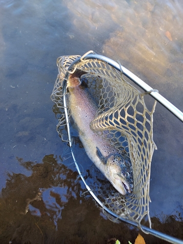 ブラウントラウトの釣果