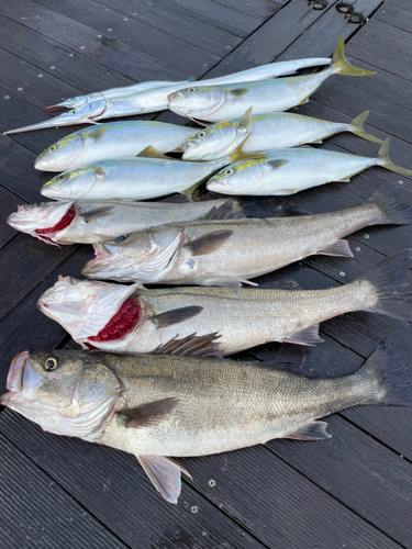 スズキの釣果