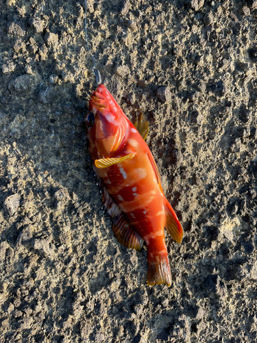 アカハタの釣果