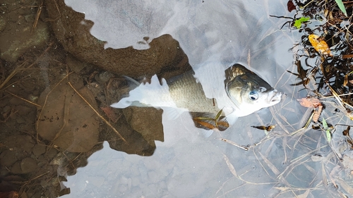 ヘラブナの釣果