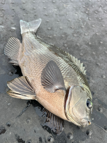 グレの釣果