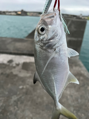 ガーラの釣果