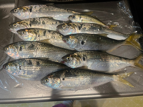 コノシロの釣果