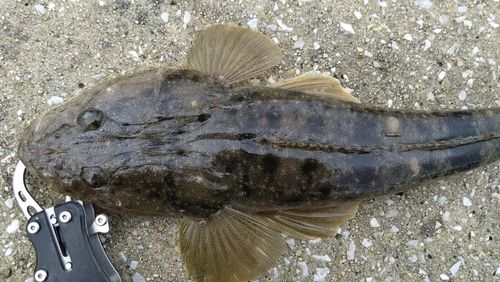 マゴチの釣果