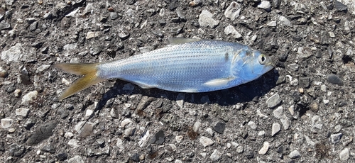 コノシロの釣果