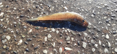 イシモチの釣果